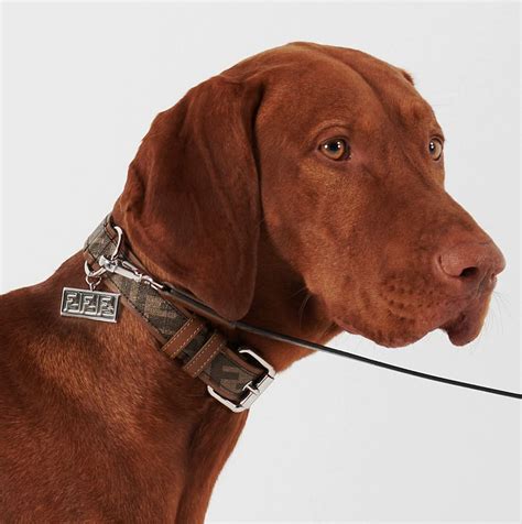 prada high collar|designer inspired dog collar.